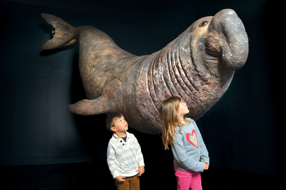 CMNH_Elephant-seal-model_DF CMNH_Elephant-seal-model_DF