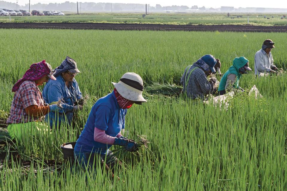 AE_Ohio-Photo_Northwest-Huron,-Picking-Spring-Onions AE_Ohio-Photo_Northwest-Huron,-Picking-Spring-Onions